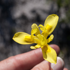 Moraea neglecta