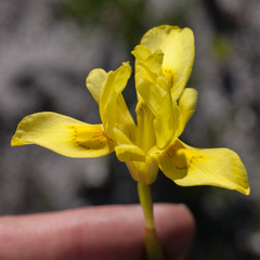 Moraea neglecta