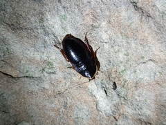 Opisthoplatia orientalis