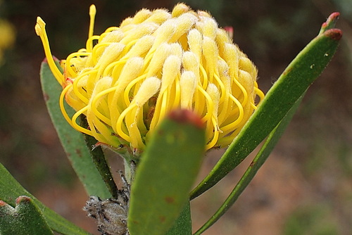 Image of Leucospermum muirii by no rights reserved