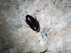 Opisthoplatia orientalis