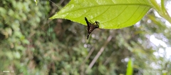 Micrathena stuebeli