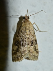 Hellula undalis