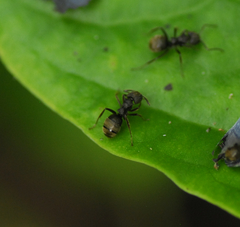Dolichoderus bispinosus