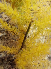 Asparagus setaceus