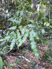 Lygodium reticulatum