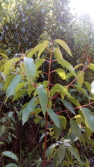 Aristotelia chilensis