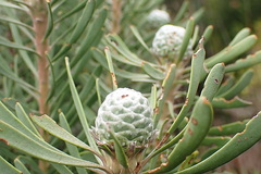 Leucadendron galpinii