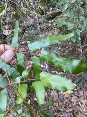 Lygodium reticulatum