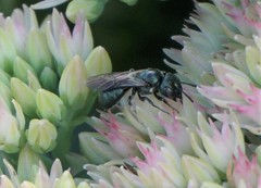 Zadontomerus