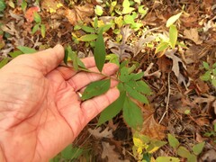Solidago arguta boottii