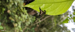 Micrathena stuebeli