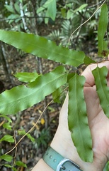 Lygodium reticulatum