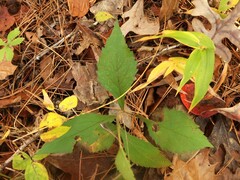 Solidago arguta boottii