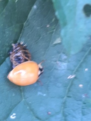 Harmonia axyridis