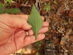 Solidago arguta boottii