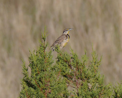 Sturnella magna lilianae