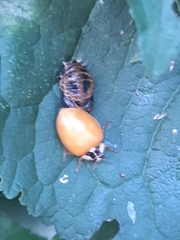 Harmonia axyridis