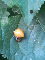 Harmonia axyridis