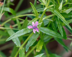 Monopsis stellarioides