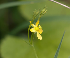 Linum thunbergii