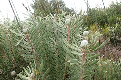 Leucadendron galpinii