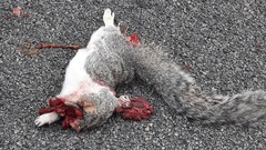 Sciurus niger cinereus