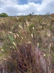 Pentameris curvifolia