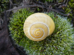 Cepaea