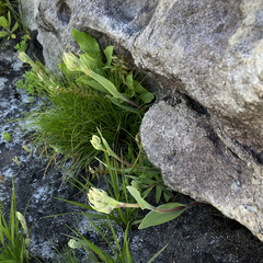 Pterygodium acutifolium