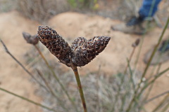 Hellmuthia membranacea