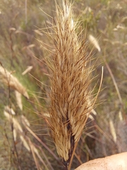 Pentameris curvifolia