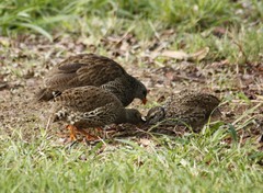 Pternistis natalensis