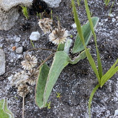 Mairia coriacea
