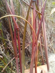 Pentameris curvifolia