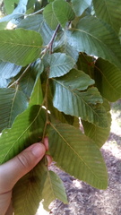 Nothofagus alpina