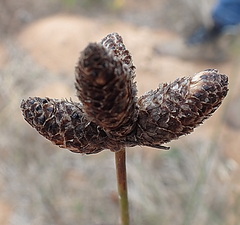 Hellmuthia membranacea