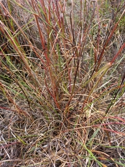 Pentameris curvifolia