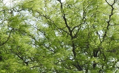Vachellia caven