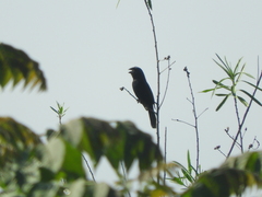 Cyanoloxia brissonii