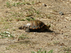 Trachemys dorbigni