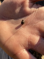 Littorina subrotundata