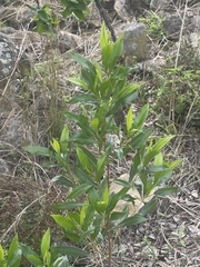 Dodonaea viscosa angustifolia