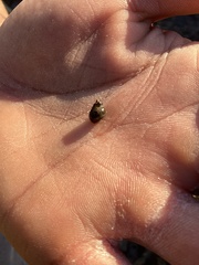 Littorina subrotundata