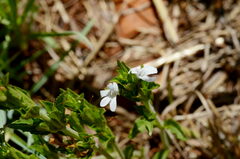 Dyschoriste costata