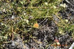 Leucospermum prostratum