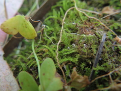 Racopilum cuspidigerum