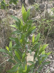 Dodonaea viscosa angustifolia