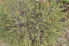 Helichrysum asperum