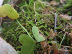 Racopilum cuspidigerum